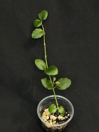 Hoya sp amber of borneo, rare, cute small leaves