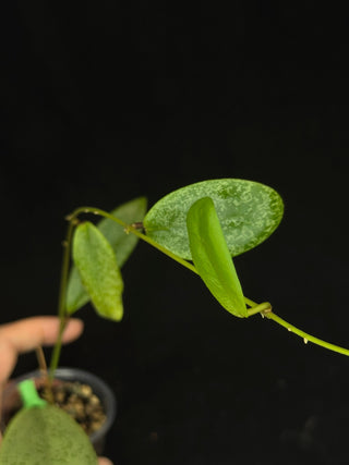 Hoya jita Silver, silvery leaves, rare hoya