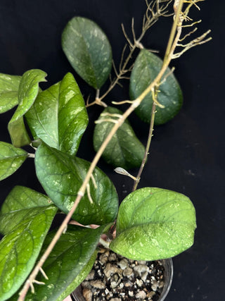 Hoya patcharawalai seedling by ice, rare, splashy big leaves, big plant #1