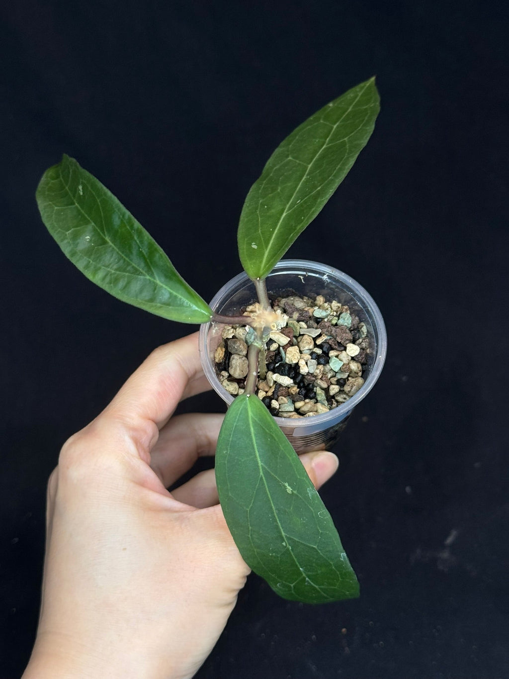 Hoya ‘Love Affair’ (GTX01-01) #1
