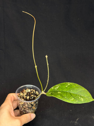 Hoya aff meredithii, big splashy leaves