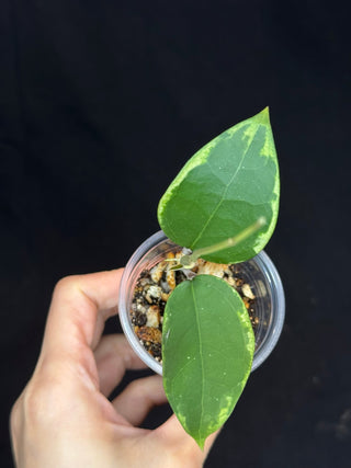 Hoya Panglai West Java (#2), albo variegation