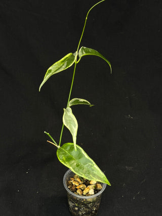 Hoya Buotti Albomarginata, nice water-color variegation (#2)