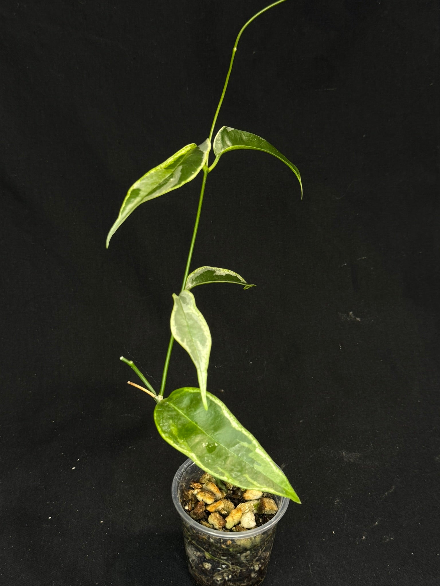 Hoya Buotti Albomarginata, nice water-color variegation (#2)