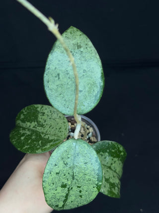 Hoya Verticillata Silver ( From Indonesia), silvery gem leaves, rare #2