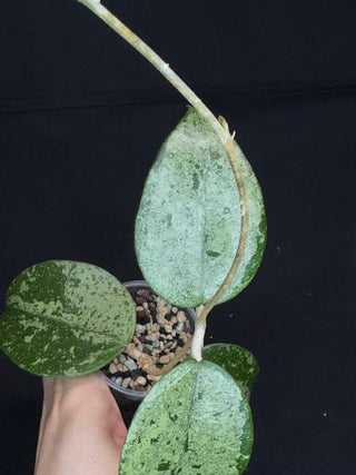 Hoya Verticillata Silver ( From Indonesia), silvery gem leaves, rare #2