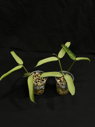 Hoya pandurata silver (#2), well-rooted, full-silver leaves, rare, two growths