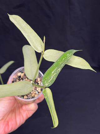 Hoya pandurata silver (#2), well-rooted, full-silver leaves, rare, two growths