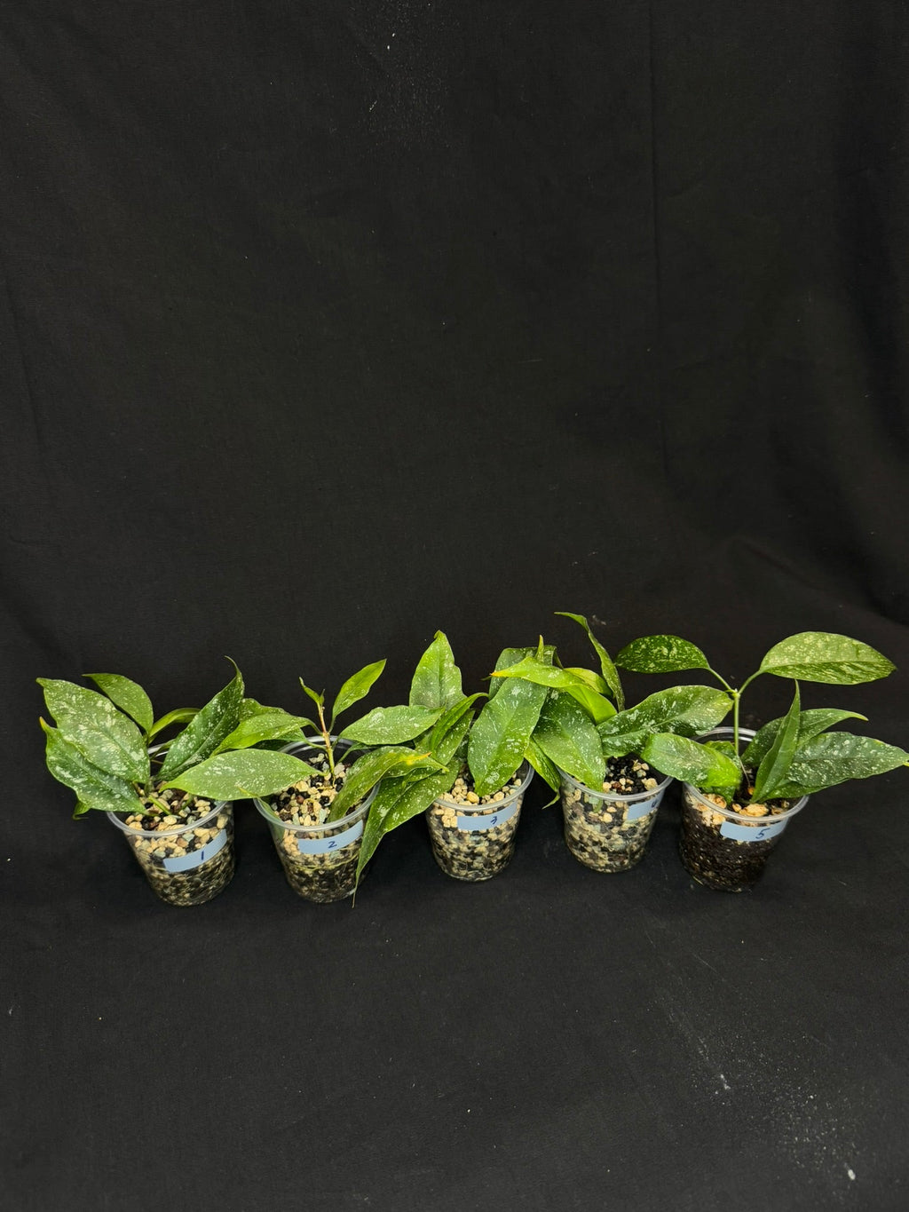 Hoya Multiflora Mini Splash, rare, #3