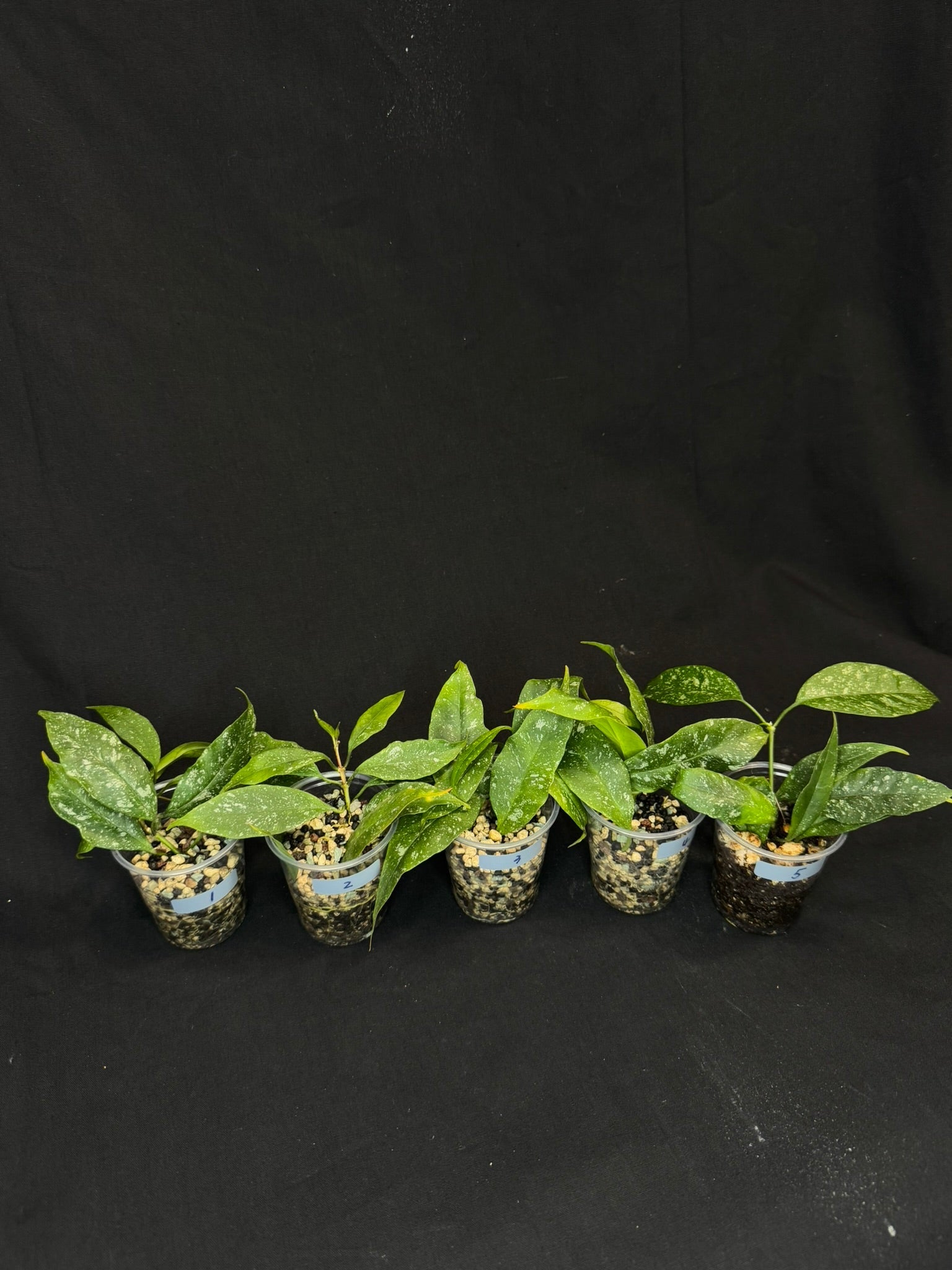 Hoya Multiflora Mini Splash, rare, #3
