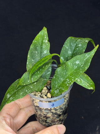 Hoya Multiflora Mini Splash, rare, #3
