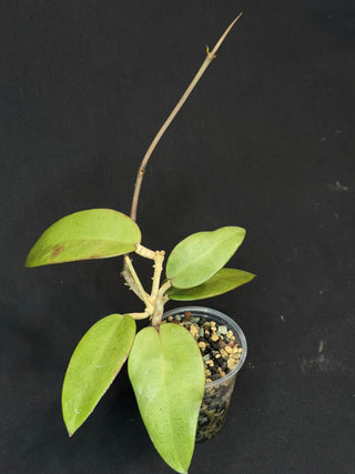 Hoya Silver Dollar, stable silver leaves
