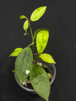 Hoya Lacunosa Amarillo,yellow leaf markings, maturing to glossy green over time, special