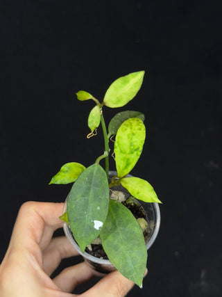Hoya Lacunosa Amarillo,yellow leaf markings, maturing to glossy green over time, special