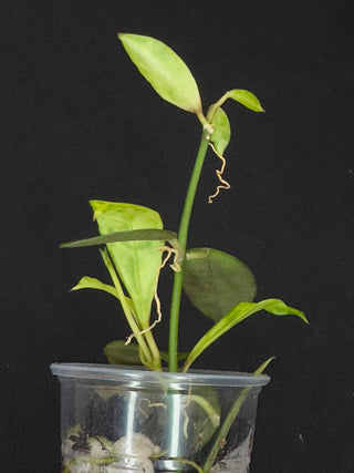 Hoya Lacunosa Amarillo,yellow leaf markings, maturing to glossy green over time, special