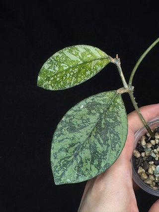 Hoya Crassipetiolata Splash/silver, Rooted, nice foliage