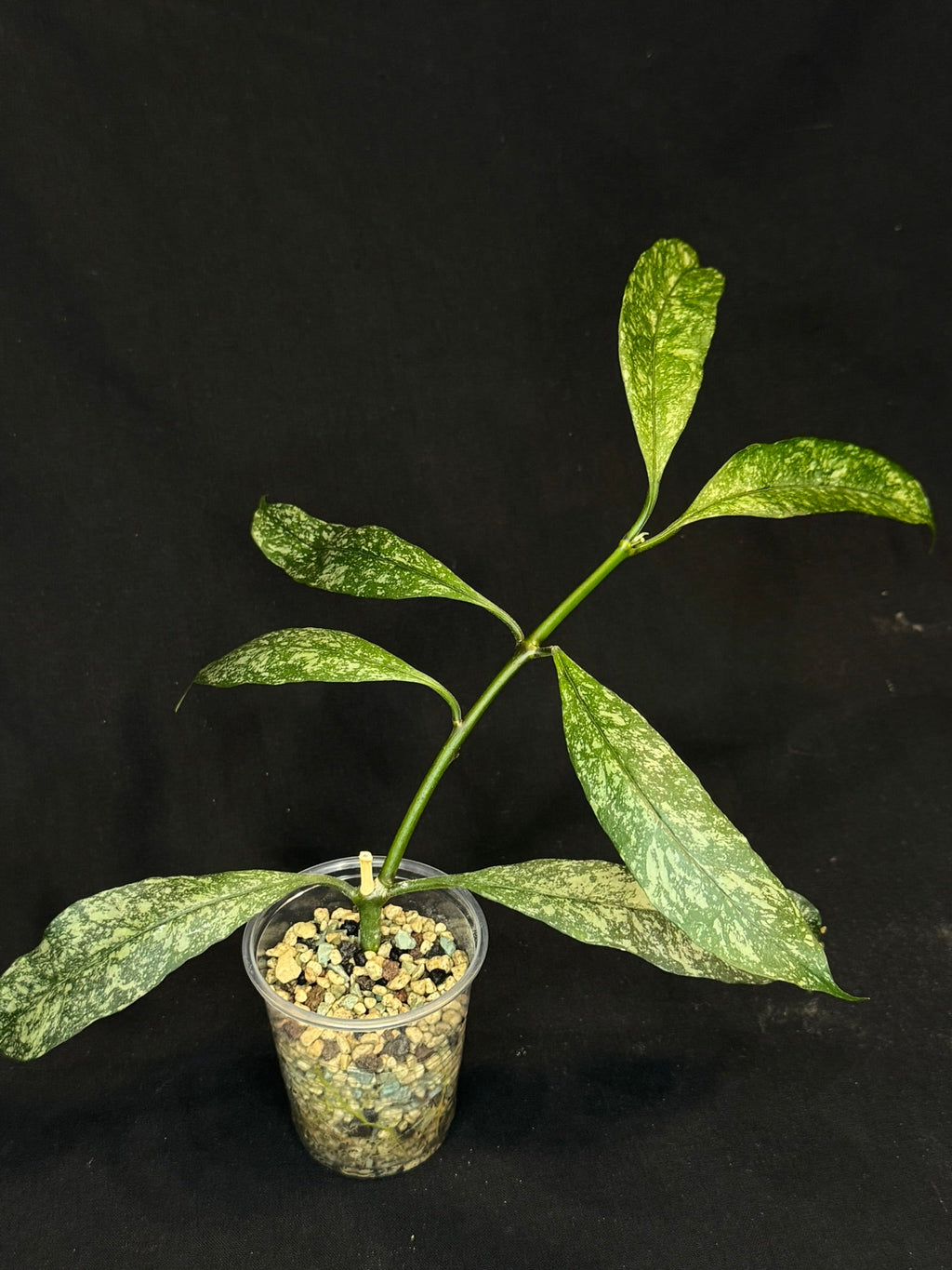 Hoya Multiflora Splash(Europe), rare, big leaves