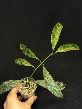 Hoya Multiflora Splash(Europe), rare, big leaves