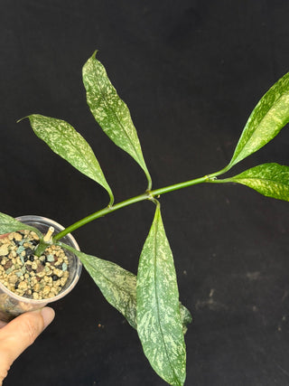 Hoya Multiflora Splash(Europe), rare, big leaves