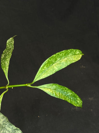 Hoya Multiflora Splash(Europe), rare, big leaves