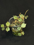 Hoya curtisii Silver, silvery small leaves, rare