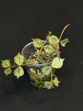 Hoya curtisii Silver, silvery small leaves, rare