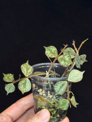 Hoya curtisii Silver, silvery small leaves, rare