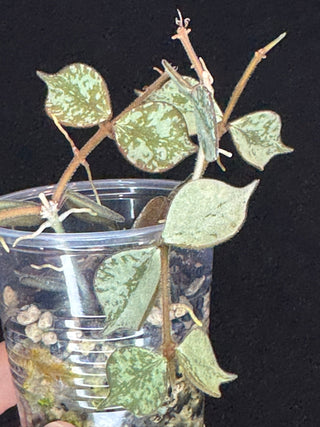 Hoya curtisii Silver, silvery small leaves, rare
