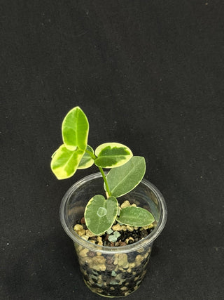 Hoya Cumingiana Albo Variegated, beautiful leaves, well-rooted