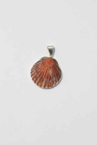 Medium Shell Pendants