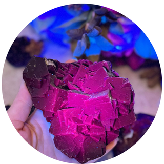 RARE Black Rose Fluorite Specimens, Fluoresce Red or Pink