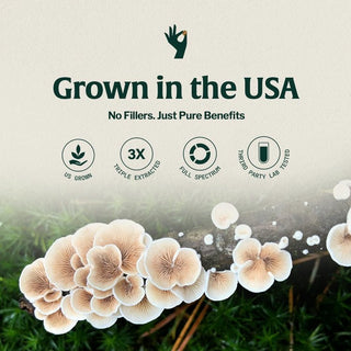 Organic Mushroom Coffee Singles Vitality with Lion’s Mane & Chaga