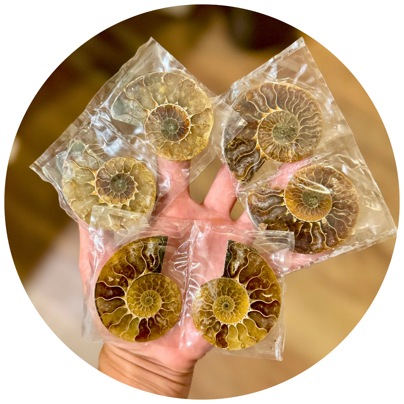 Small Polished Ammonite Pairs, Ethically Sourced Ammonite Halves