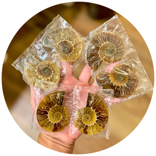Small Polished Ammonite Pairs, Ethically Sourced Ammonite Halves